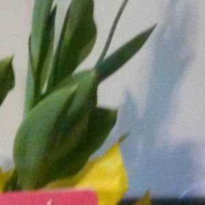 Meet your Posher, Edith